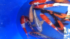Japanese Koi July 2022 Arrivals, Lakeville MN