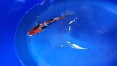 Japanese Koi July 2022 Arrivals, Lakeville MN