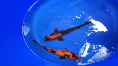 Japanese Koi July 2022 Arrivals, Lakeville MN