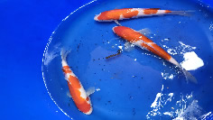 Japanese Koi July 2022 Arrivals, Lakeville MN