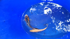 Japanese Koi July 2022 Arrivals, Lakeville MN