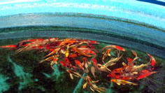 Koi available, Lakeville MN