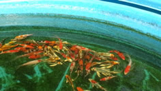 Koi available, Lakeville MN