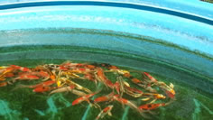 Koi available, Lakeville MN