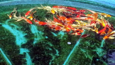 Koi available, Lakeville MN