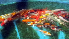 Koi available, Lakeville MN