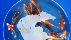 Koi June 2022 Arrivals, Lakeville MN