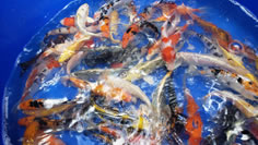 Koi June 2022 Arrivals, Lakeville MN