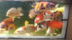 Koi 2019 arrivals, Lakeville MN