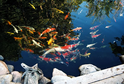 Koi in pond